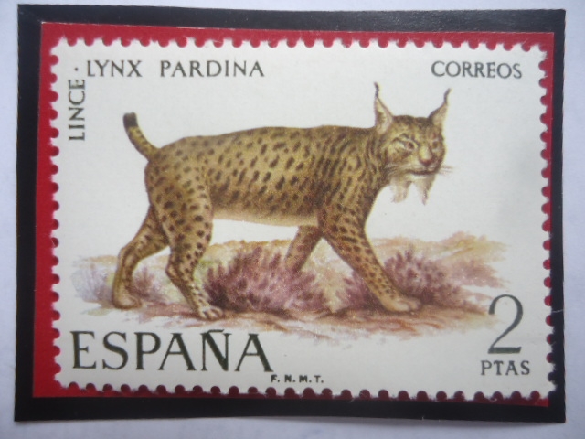 Ed:Es 2037 - Lince - Lynx Pardina- Serie: fauna Hispana 1971 .