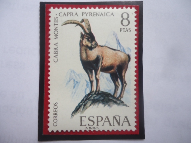 Ed:ES 2040 - Cabra Montes - Capra Pyrenaica - Serie: Fauna Hispana 1971