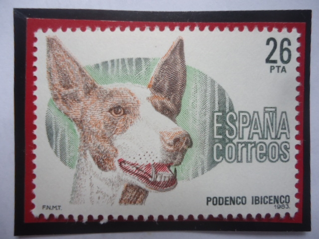 Ed:2713 -Podenco Ibicenco- Sabueso Ibicenco (Canis Lupu familiaris) -Serie: Perros de Raza Español.