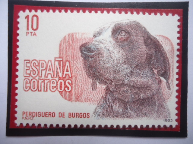 Ed;ES 2711 - Perdiguero de Burgos (Canis Lupus Familiris) - Serie: Perros de Raza Español.