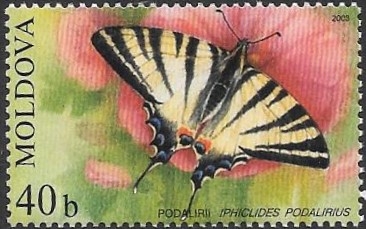 mariposas