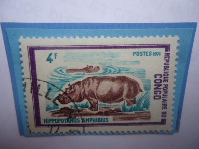 Congo República (Brazzaville)- Hipopotamo- Hippopotamus Amphibius- Serie: Animales Salvajes (1972)