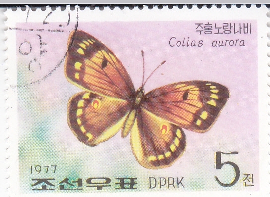 Mariposa-Colias aurora