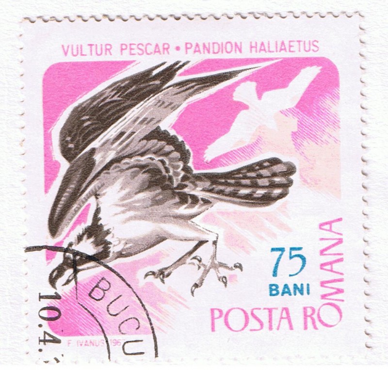 Vultur Pescar  Pandion Haliaetus