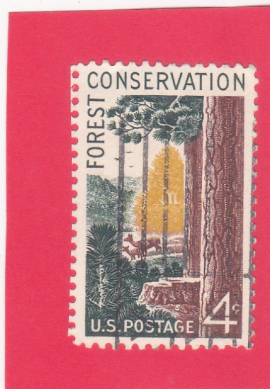 conservación forestal