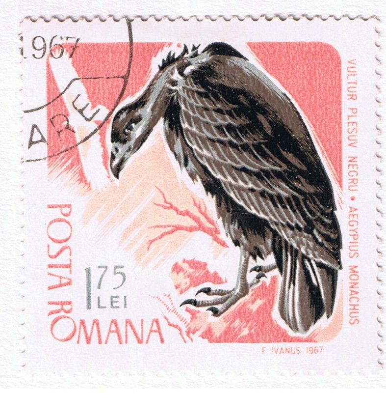 Vultur  plesuv Negru Aegypius Monachus