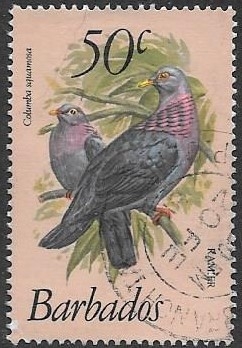 aves