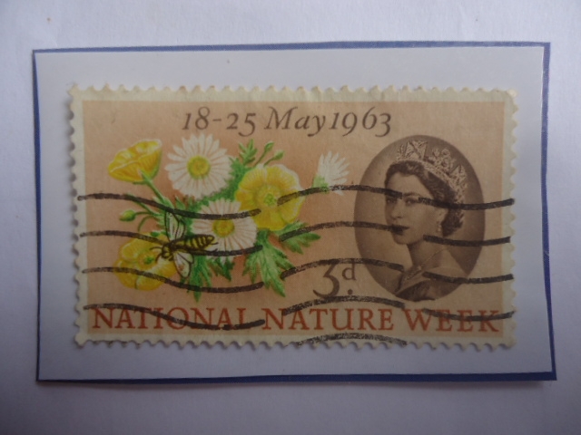 Reina Elizabeth-National Nature Week- Semana nacional de la Naturaleza- Margarita- Abeja de Miel.