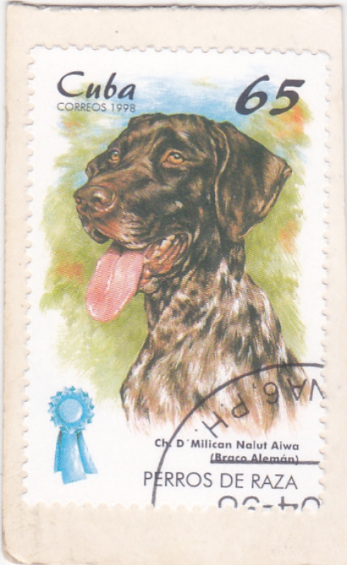 Perro de raza-braco alemán