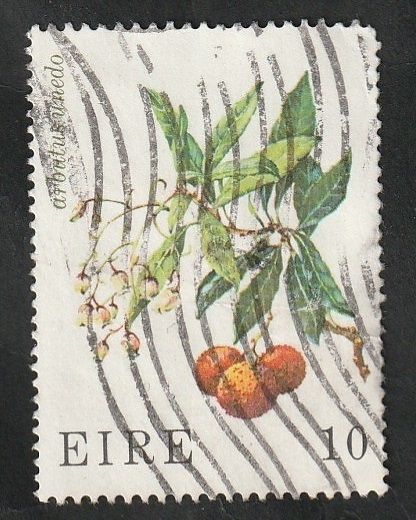 379 - Flor, arbutus unedo