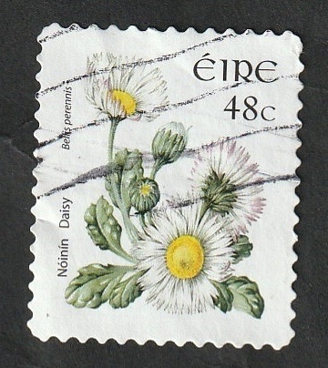1619 - Flor, margarita