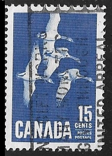 Branta canadensis