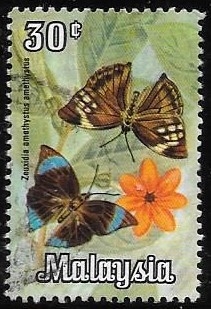 mariposas