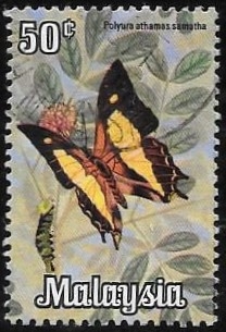 mariposas