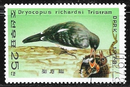 Dryocopus javensis richardsi