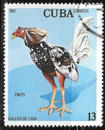 Gallos de lidia