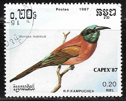 Merops nubicus