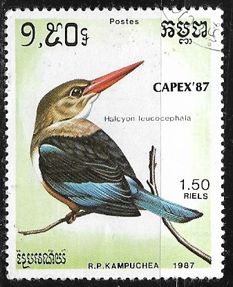 Halcyon leucocephala