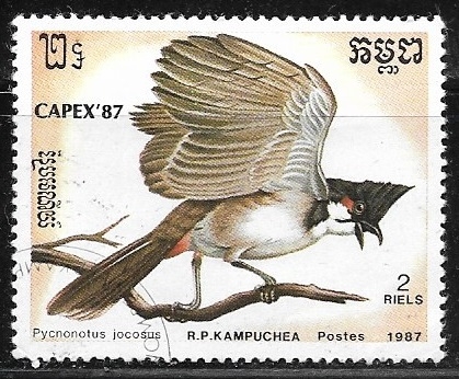 Pycnonotus jocosus
