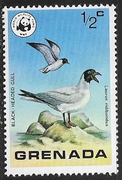 Larus ridibundus