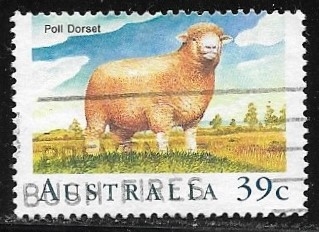 Merino Sheep