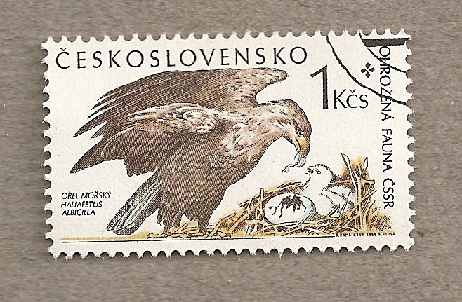 Aguila :Haliaeetus albicilla