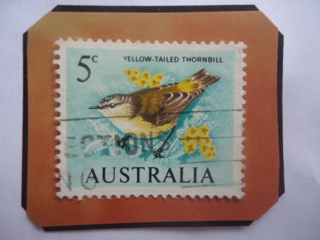 Yellow-Tailed Thornbill (Acanthiza chrysorrhoa)- Serie: Aves.