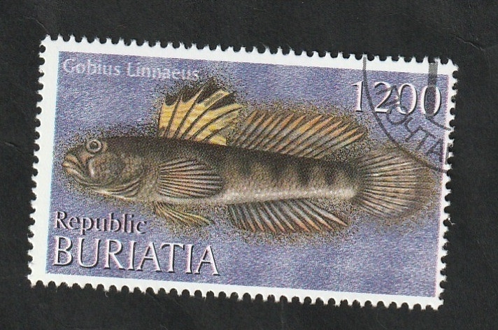 Buriatia - Fauna marina, Gobius Linnaeus