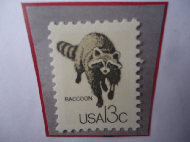 Raccoon (Procyon lotor) - Mapache.