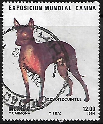 Exposición mundial canina.