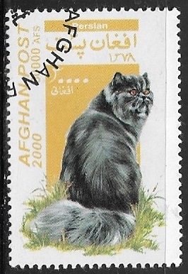 Felinos - Persian 