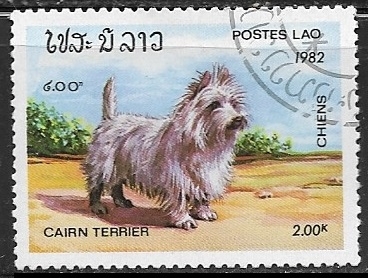 Perros - Cairn Terrier 