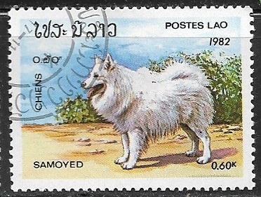 Perros - Samoyed