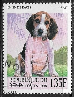 Perros - Beagle