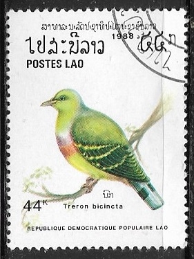 Aves - Treron bicinctus