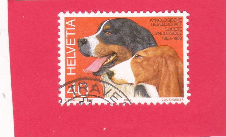 perro de raza