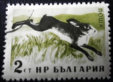 Animales del bosque (Lepus europaeus)