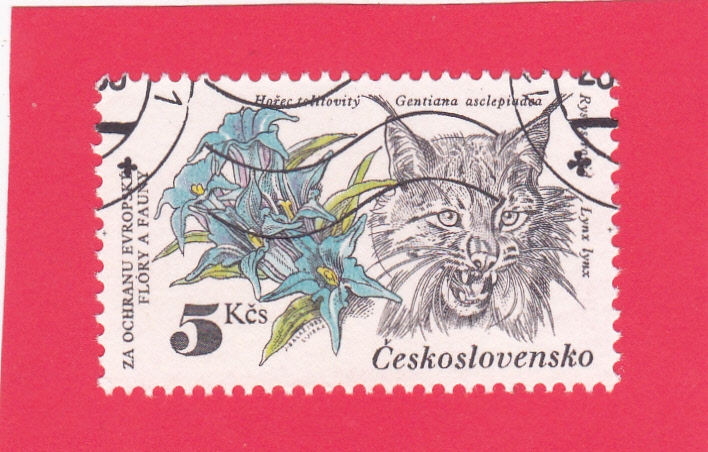 LINCE