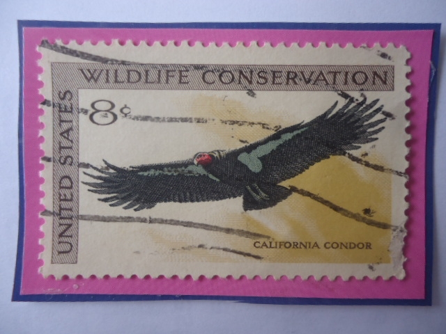 California Condor (Gymnogyps californianus) - Wildlife Conservation - Condor de california- Fauna Si