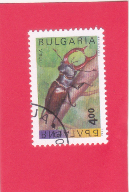 Escarabajo ciervo (Lucanus cervus)