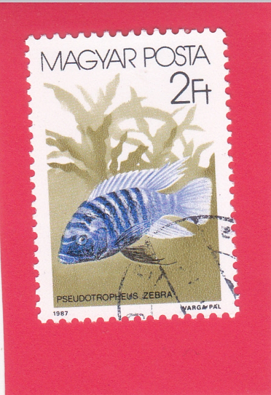 pez Zebra Mbuna (Cebra pseudotrofes)