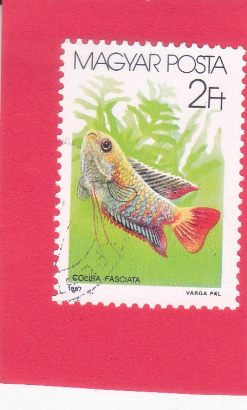 pez- Gourami con bandas (Colisa fasciata)