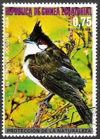 Pájaros asiáticos, Bulbul de bigotes rojos (Pycnonotus jocosus)