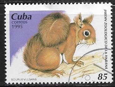 Jardin Zoologico de Habana - Sciurus vulgaris 