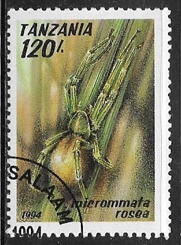 Micrommata rosea