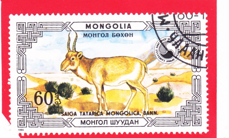 Saiga mongol (Saiga tatarica)