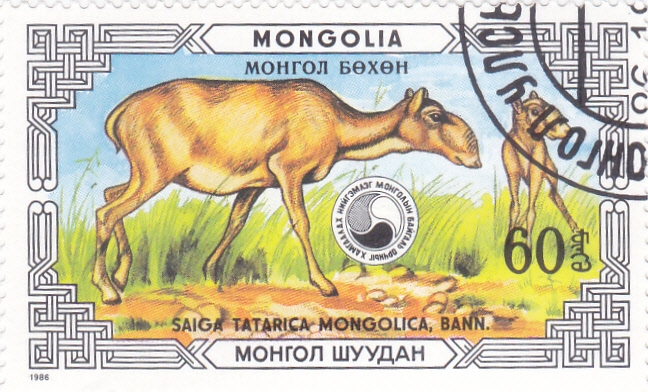 Saiga mongol (Saiga tatarica)