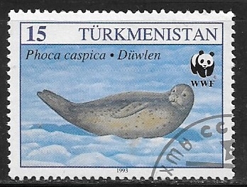 Phoca caspica