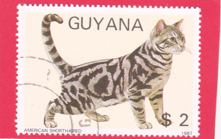 GATO AMERICAN SHORTHAIRED