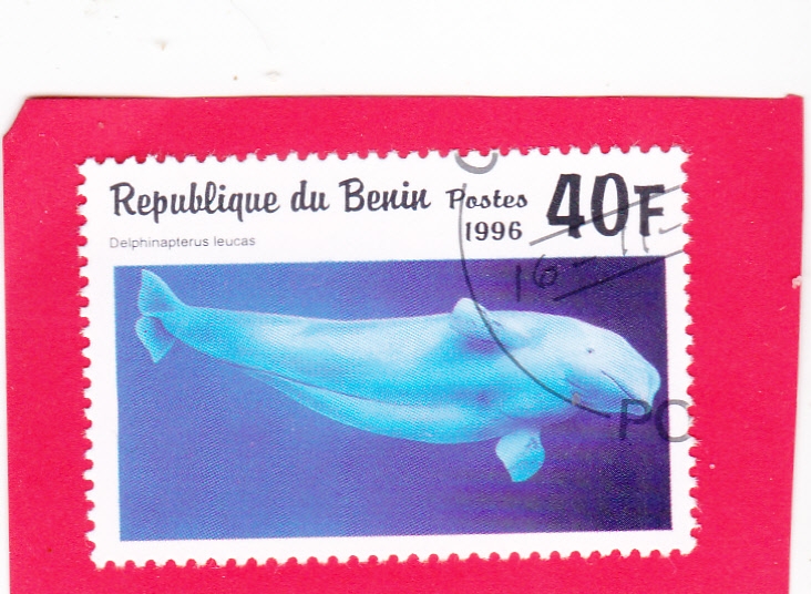 Ballena beluga